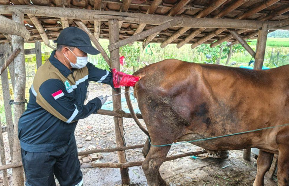 Mengenal Kawin Suntik pada Sapi, Cara Kerja dan Manfaatnya bagi Peternak